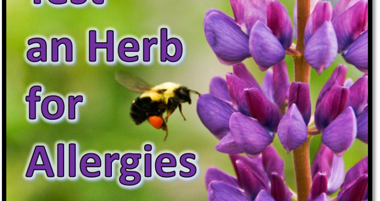 Find out how to properly test herbs for allergies and intolerances in order to safely reach your health goals while using them.
