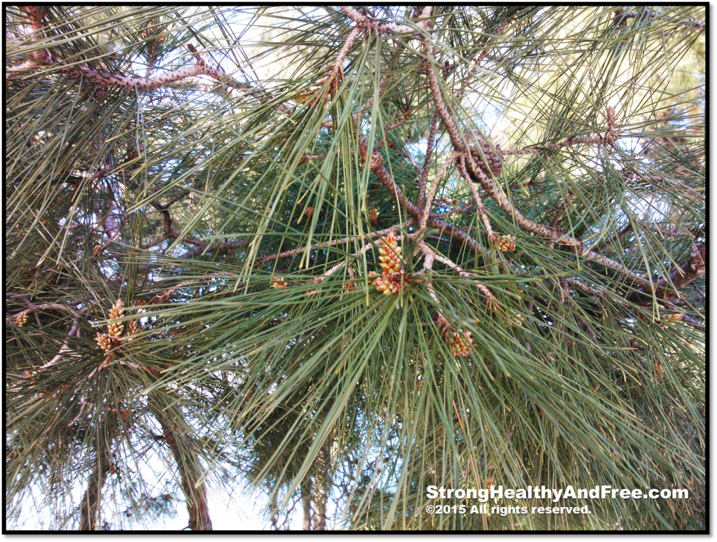Did you know you can boost testosterone levels and improve your health with an ingredient found in nature?