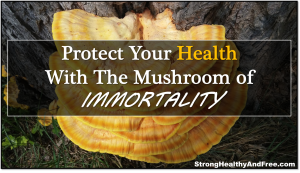 Learn how to protect your health with the mushroom of immortality. It will help you optimize for immune system and support your mental and spiritual health.