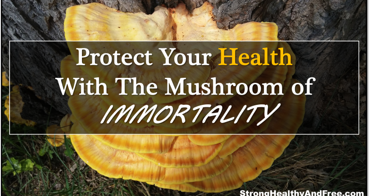 Learn how to protect your health with the mushroom of immortality. It will help you optimize for immune system and support your mental and spiritual health.