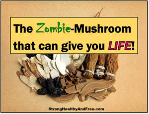 Learn about the many health benefits, ways of usage, safety concerns and history of Cordyceps: the zombie mushroom that can give you life!