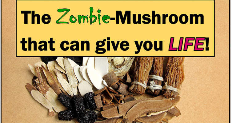 Learn about the many health benefits, ways of usage, safety concerns and history of Cordyceps: the zombie mushroom that can give you life!
