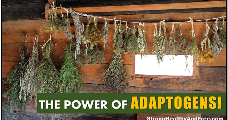 Adaptogens: the ultimate stress-fighters! #antistress #herbs