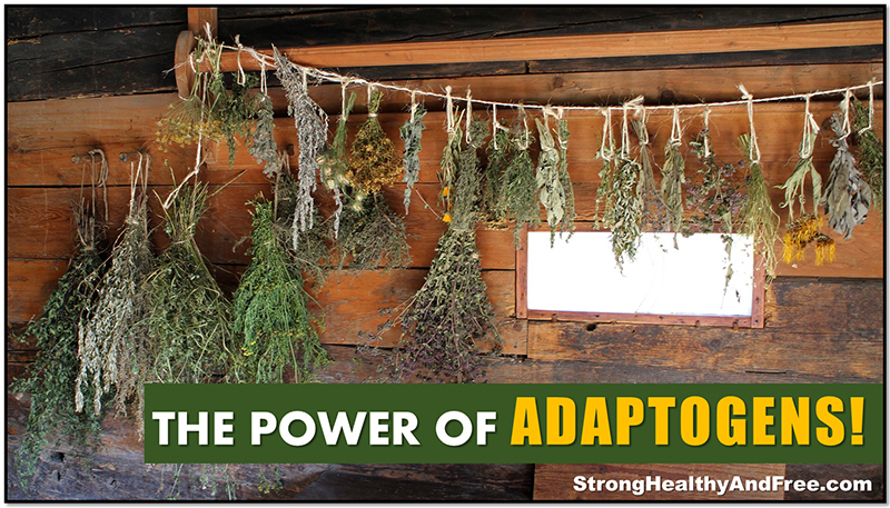 Adaptogens: The Ultimate Stress-fighting Herbs! - StrongHealthyAndFree.com