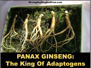 Panax Ginseng, The King of adaptogens: Learn how it can help with stress and better health! #adaptogens