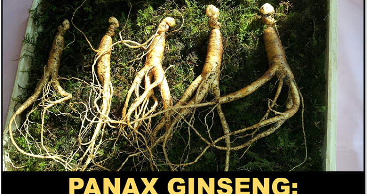Panax Ginseng, The King of adaptogens: Learn how it can help with stress! #adaptogens #antistress