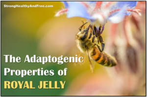 Experience the #adaptogenic properties of Royal Jelly and learn how to use it for better #health! #RoyalJelly