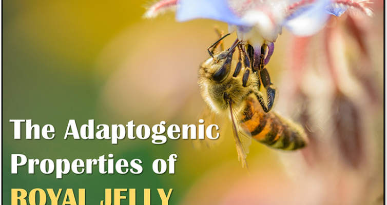 Experience the #adaptogenic properties of Royal Jelly and learn how to use it for better #health! #RoyalJelly