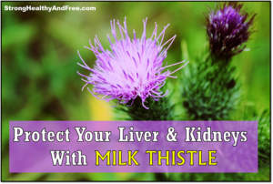 Learn how you can protect your liver and kidneys with milk thistle! #herbs #liverprotection #kidneyshealth