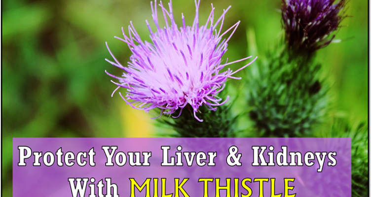 Learn how you can protect your liver and kidneys with milk thistle! #herbs #liverprotection #kidneyshealth